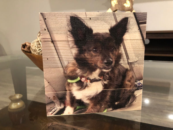 Wood Panel Photo- Pets
