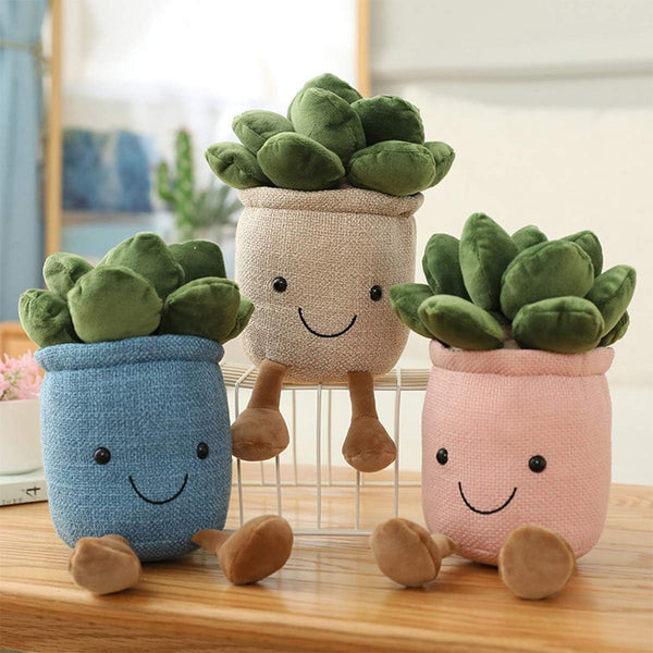 Plush Succulent Plant