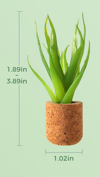 Succulent Plant Magnets